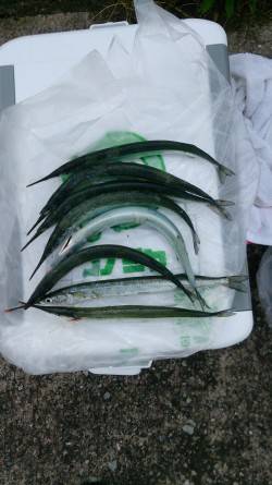 今年初サヨリ釣り