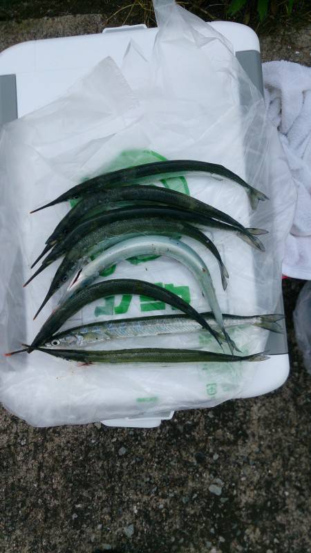 今年初サヨリ釣り