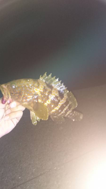 キジハタ狙い！が… (夜)