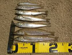 裂波!裂波!裂波!裂波!石ゴカイ