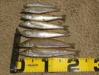 裂波！裂波！裂波！裂波！石ゴカイ