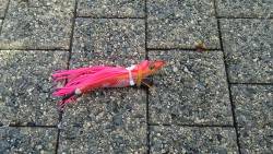 春木ベランダでタコ新子