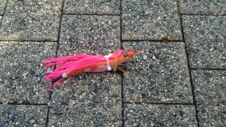 春木ベランダでタコ新子