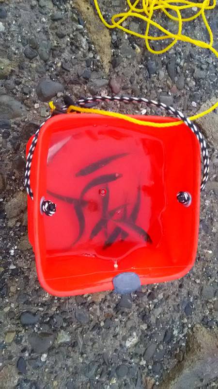 食品コンビナートで豆アジ爆釣