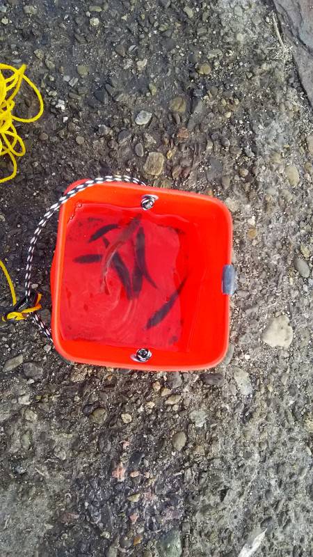 食品コンビナートで豆アジ爆釣