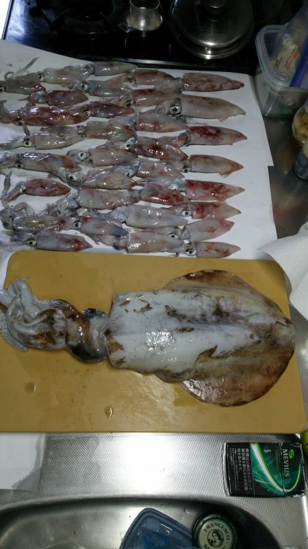 アオリイカがイレギュラーで釣れた