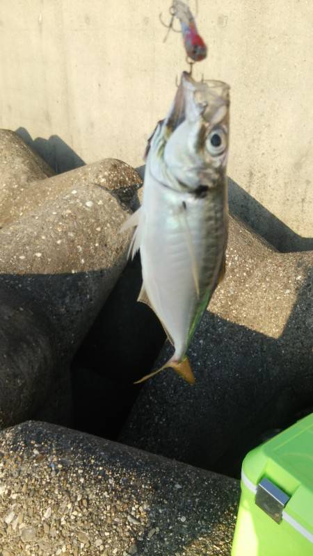 久しぶりの夕マズメ。