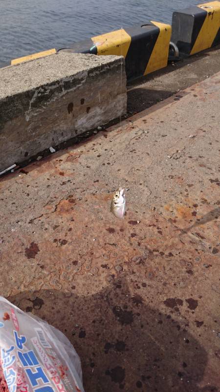 アジ  サバ好調好調