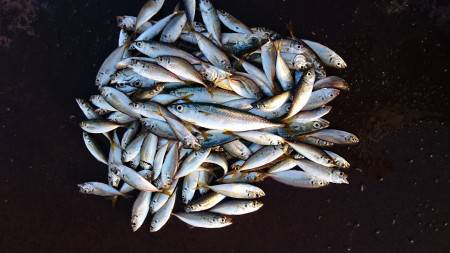 サバ  デカっ！