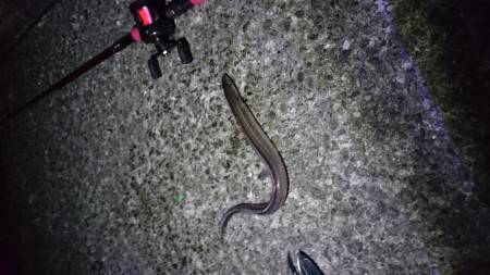 簡単！アナゴ釣り