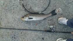 かもめ大橋釣果