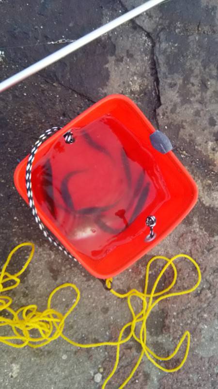 泉佐野食品コンビナートで小アジ好調