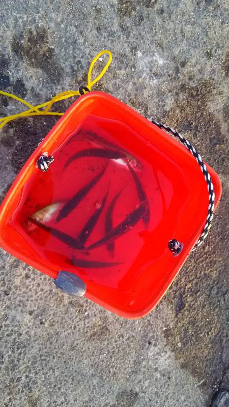 泉佐野食品コンビナートでサビキに小アジとタ…