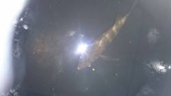 初メバトロボール