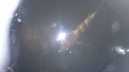 初メバトロボール