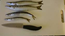 ぼちぼちカマス