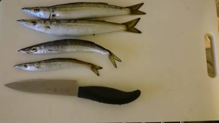 ぼちぼちカマス