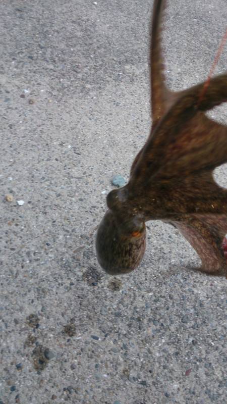 ローテーション