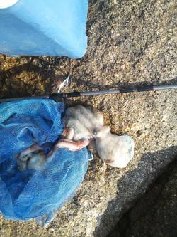 タコ釣れてます