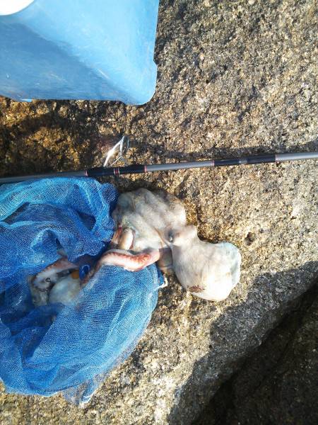 タコ釣れてます