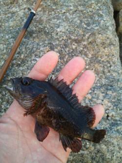 敷石で、穴釣り