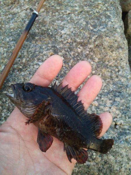 敷石で、穴釣り