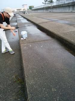 エサなしサビキでウルメイワシ53匹