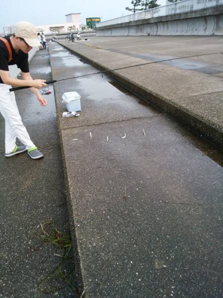 エサなしサビキでウルメイワシ53匹