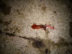 大蔵海岸でライトエギング