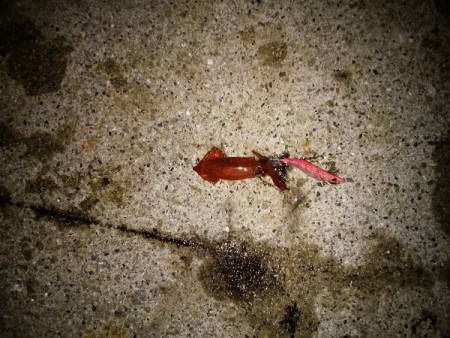 大蔵海岸でライトエギング