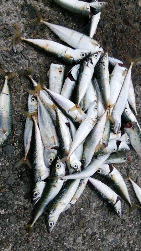 久しぶりのサビキ♪