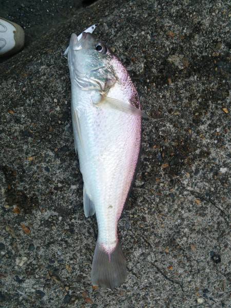 初めて見た魚です