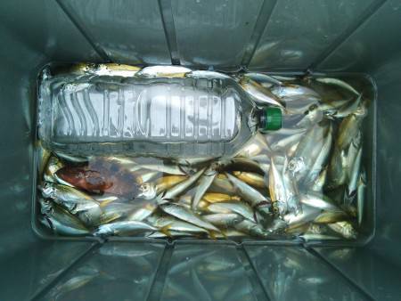 豆アジいっぱい