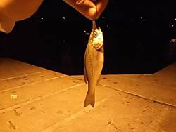 風が強かった！