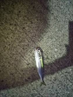 今日も風が強かった！