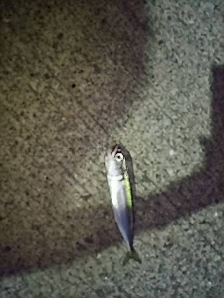 今日も風が強かった！