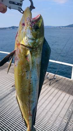 シイラ～ゲット