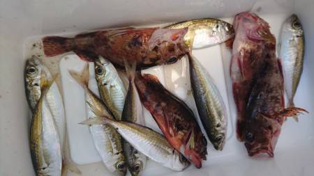 塩屋漁港でサビキ釣り