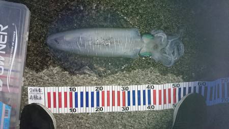 春イカ夏イカですか良くわかりません？