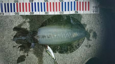 またまた夏イカゲット