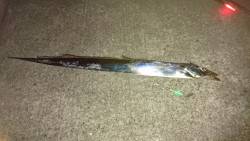 タチウオ時合あり