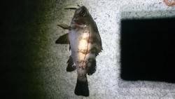 まだまだ行ける？