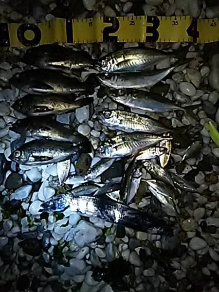 色々釣れました。