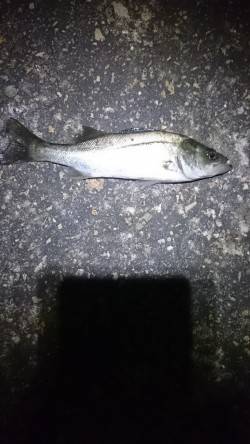 メバルはいる？