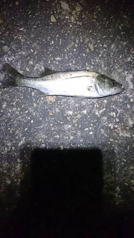 メバルはいる？