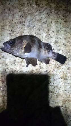 ベイトは居るが。