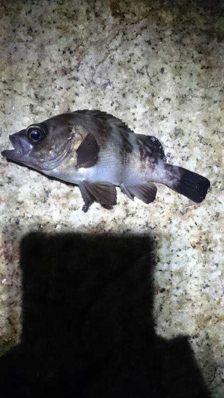 ベイトは居るが。