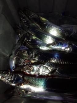 ドラゴン求めて淡路島へ