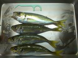 サーフアジング