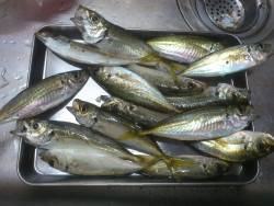 雨のサーフアジング